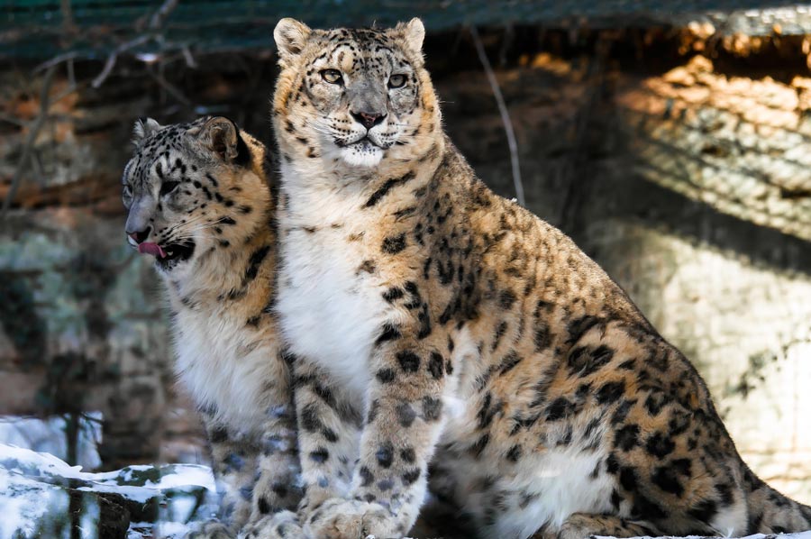 leopard 01
