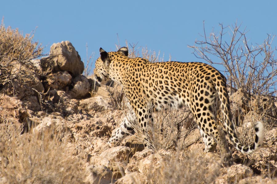 Anatolian Leopard Shot Dead in Turkey!