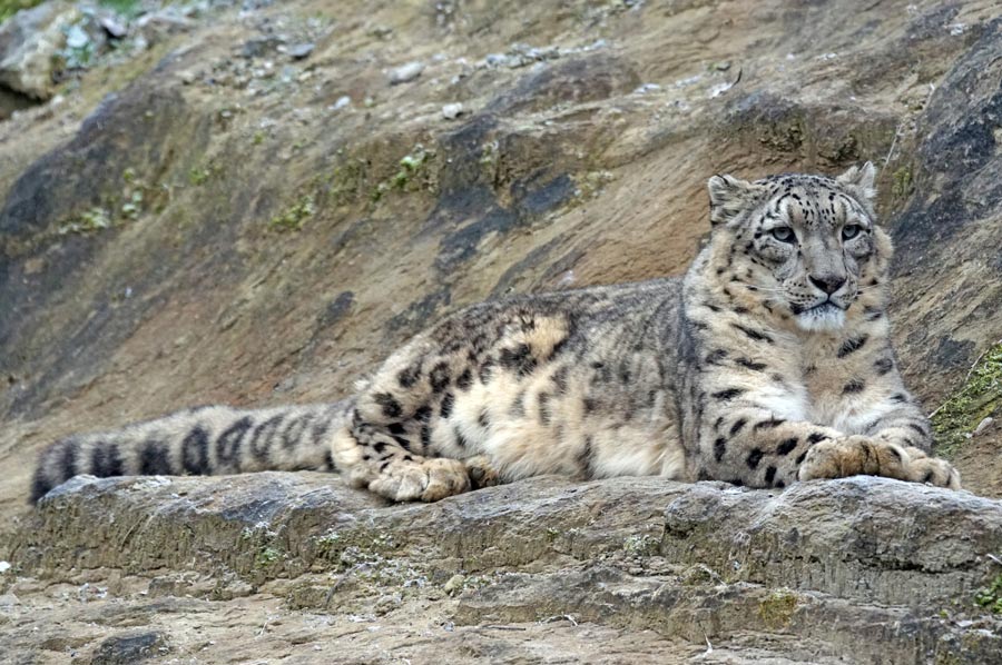 leopard 03