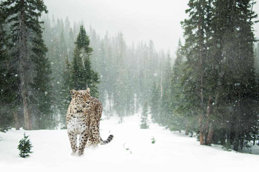 leopard 05