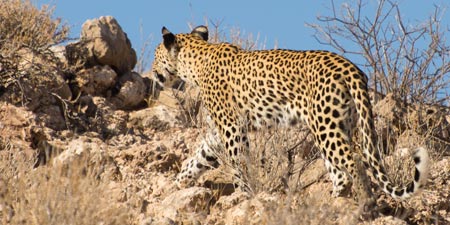 Anatolian Leopard Shot Dead in Turkey!