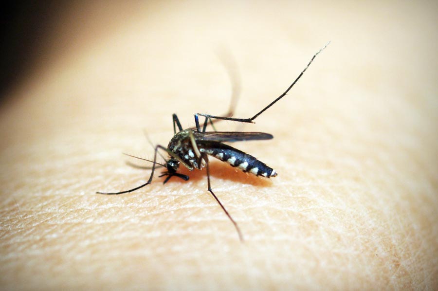 Winter Quarters for Pests: What Do Mosquitoes Do in Winter?