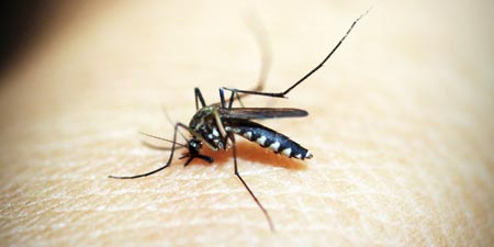 Winter Quarters for Pests: What Do Mosquitoes Do in Winter?