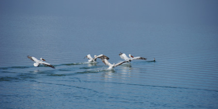 Pelikane am Kerkini See in der Region Serres