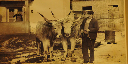 Puzta cattle and the Natural Park Zasavica