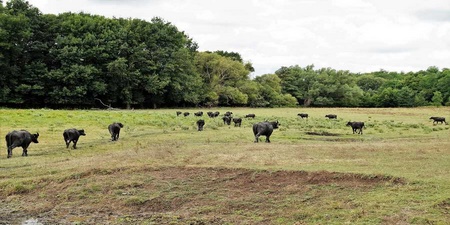 Buffalo and gray cattle on the Hungarian Balaton