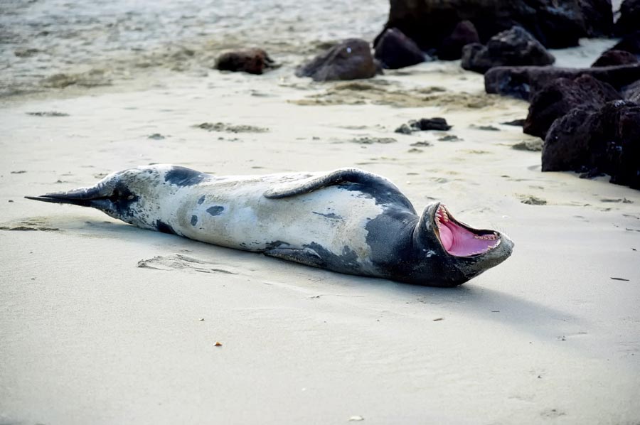 Phantom of the Mediterranean: The Monk Seal