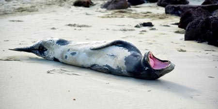 Phantom of the Mediterranean: The Monk Seal