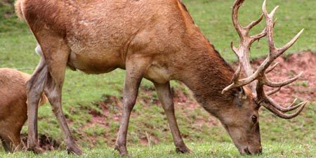 Red deer topless! - German Wildlife Foundation