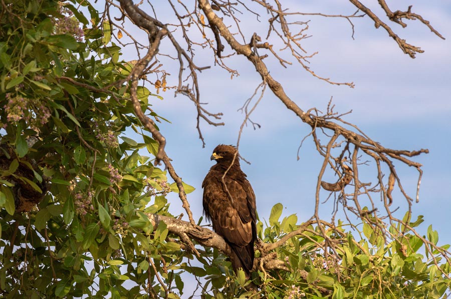 Turkish Poachers Shoot Down Lesser Spotted Eagle East of Ankara