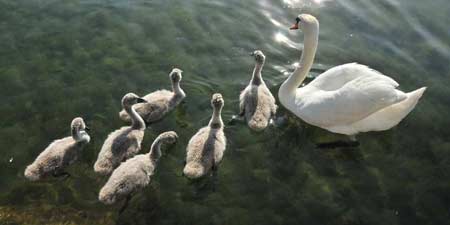 Eine Schwanenfamilie am Ohridsee