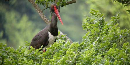 Black stork breeds on national natural heritage areas