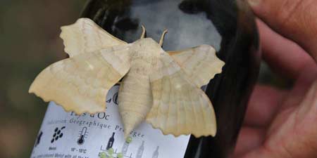 Silk Moth- oviposition on a Merlot wine bottle