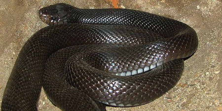 Schlangen – giftige Artenvorkommen in der Türkei
