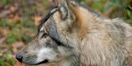 Are wolves really to be understood as enemies of man?