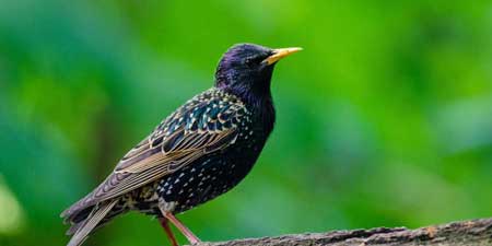 Swarm fliers with permanent sleeping places - the starlings
