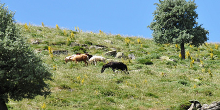 Wild horses on Karadag Mountains in Karaman province