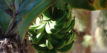 Bananenanbau an der türkischen Riviera