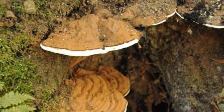 Tinder sponge - tree fungus in the castle´spark of Falkenstein