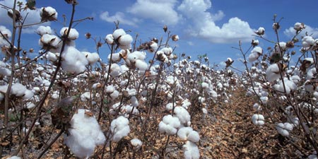 Cotton field at Manavgat at full flower