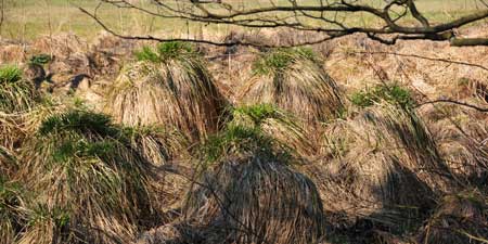 Steife Segge – diese Sumpfpflanze trägt zur Verlandung bei