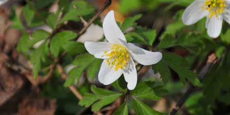 Wood anemone - white flowers in the green carpet