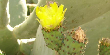 The prickly pear - once a Native American crop