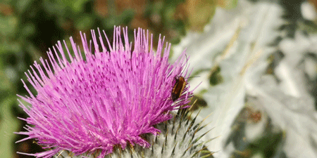 Thistles - not just wild plants - a feast for the eyes in the garden