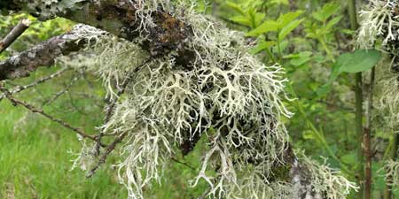 Oak moss and moose weed - strange plants on trees of Jablanica