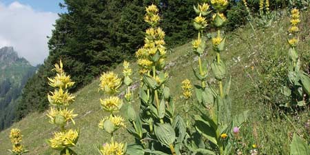 Blooming yellow gentian on the slopes of Walmendinger Horn