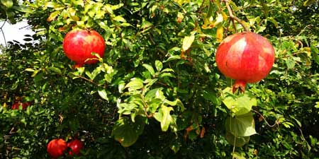 Not just beautiful to look at - pomegranates in the garden
