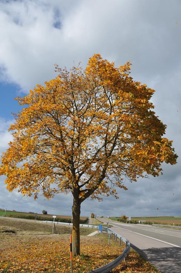 herbst 01