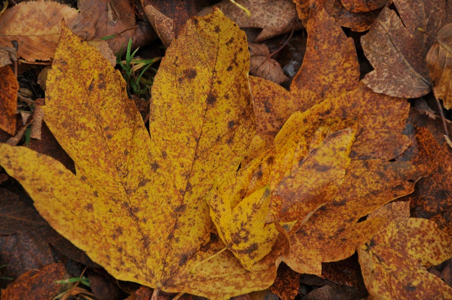 When the Leaves Fall: How Trees Prepare for Winter