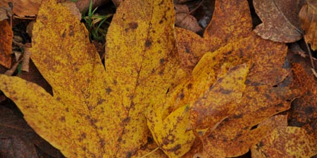 When the Leaves Fall: How Trees Prepare for Winter