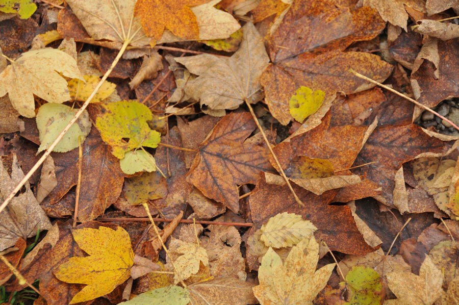 herbst 03