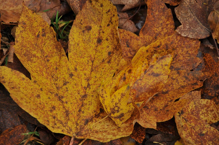 herbst 05