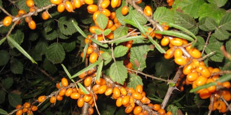 Hippophae Rhamnoides, Sanddorn, Wilder Eleagnus, See Sanddorn