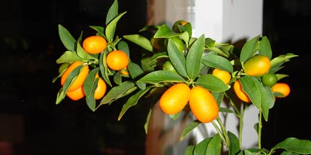 Kumkuat - küçük portakal - harika tat