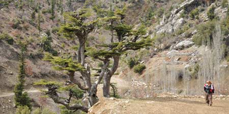 Traditional and bizarre - the Lebanon Cedar