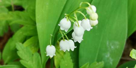 Lily of the valley - can something so beautiful be poisonous?