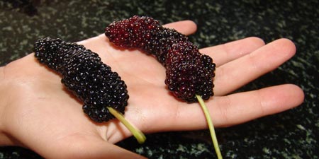 Tasty Mulberries or Karadut from Alanya
