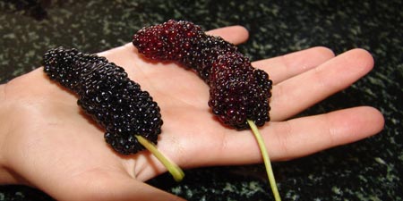 Maulbeeren oder Karadut aus Alanya