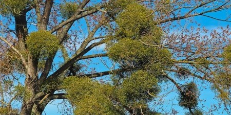 Mistletoe - Sandalwood plants and their mythological background