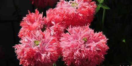 Flowering period of the peony poppy - pink in the garden