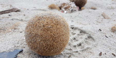 Sea balls on the beach of Durres - in large quantities