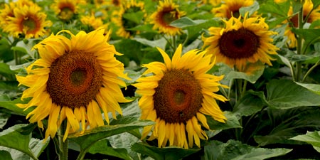 Sunflowers - raw material for many different foods