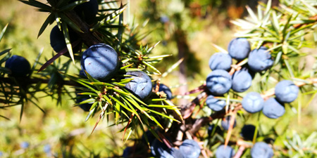 Juniper - bushes and fruits along the way