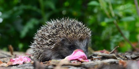 Forest is not an amusement park!
