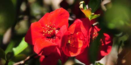 Die rote Blütenpracht der Zierquitte im Park