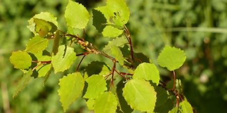 Aspen - For International Day of Forests on March 21 